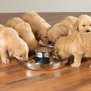 TRIXIE PUPPY BOWL МИСКА "СОМБРЕРО" ДЛЯ ЩЕНКОВ 4 ЛИТРА /38 СМ