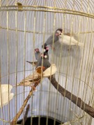 Амадины зебровые в Брянске 8(920)603-05-05