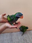 Китайский кольчатый попугай 8(920)603-05-05 