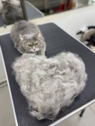 Кошка экспресс линька с мытьем