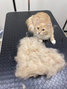 Кошка экспресс линька без мытья