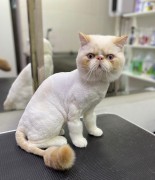 Кошка стандарт / стрижка без мытья
