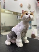 Кошка стандарт / стрижка с мытьем