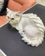 Кошка стандарт / стрижка Дракон